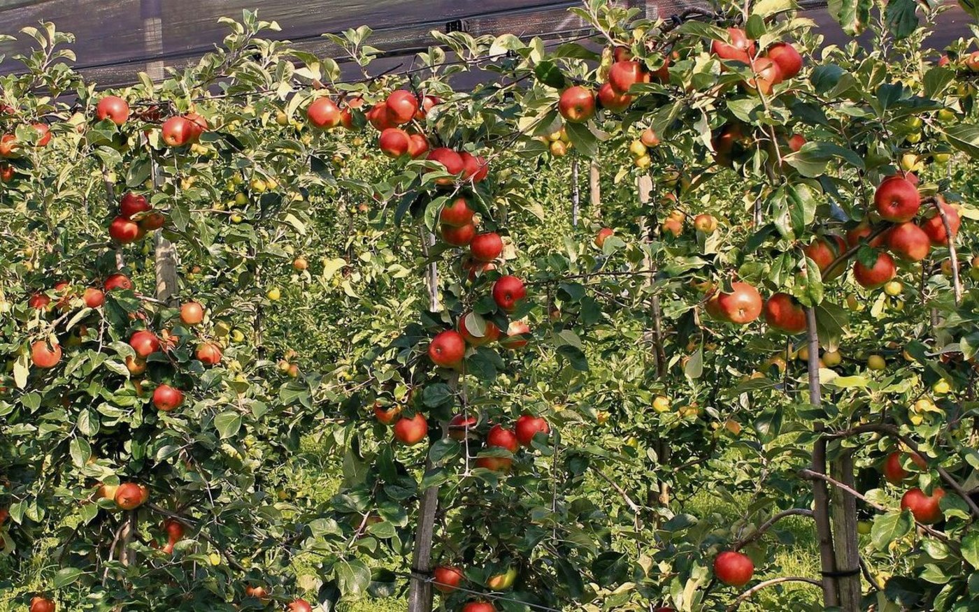 Robuste Sorten wie Ecolette benötigen zwar weniger Pflanzenschutzbehandlungen als anfällige Apfelsorten, haben dafür aber Nachteile wie Alternanzanfälligkeit und tiefere Erträge.  