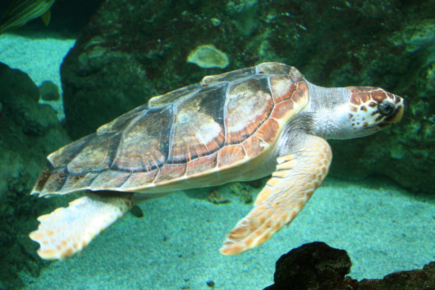 Eine Unechte Karettschildkröte. (Bild Strobilomyces) 