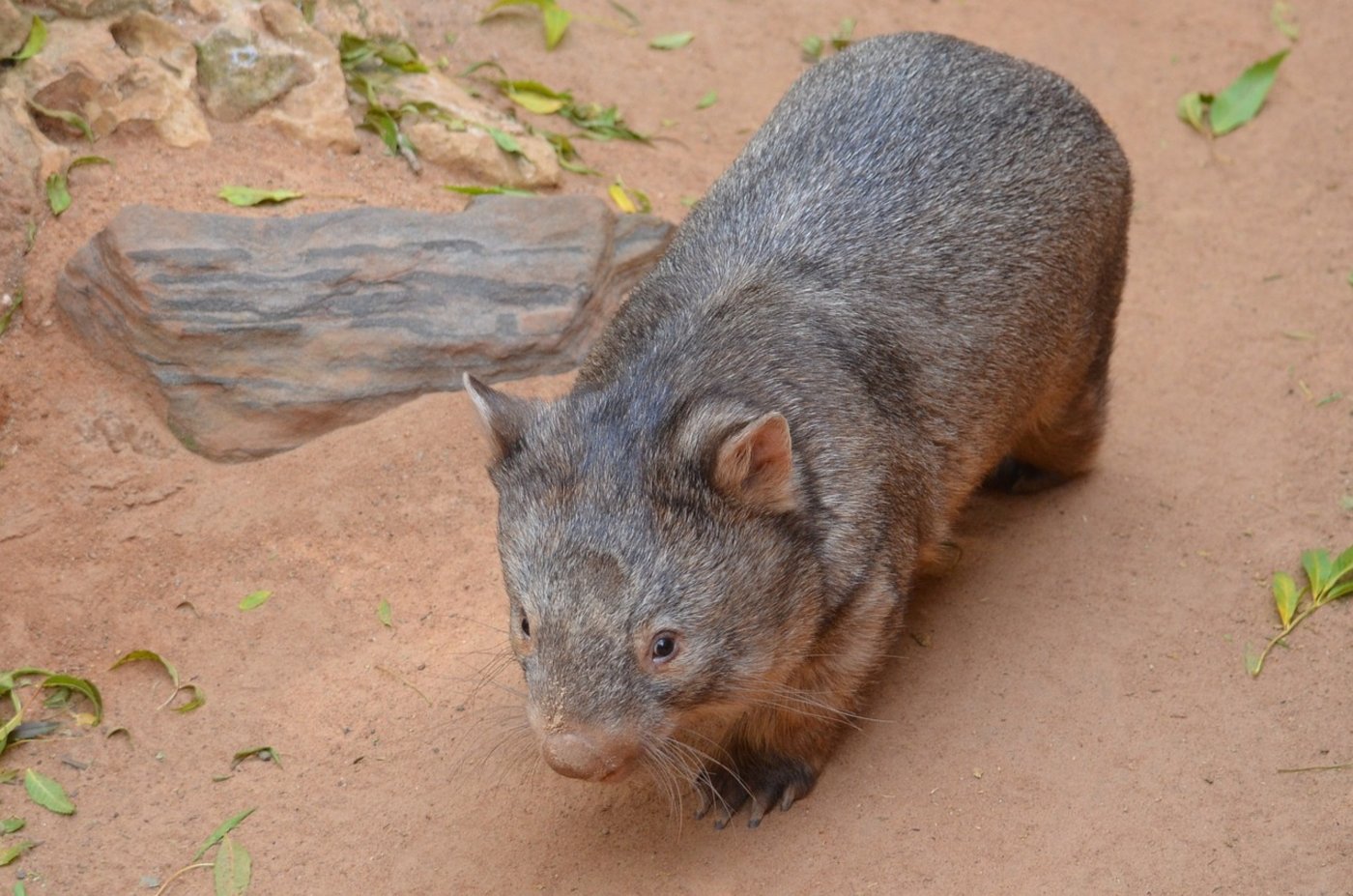 Ein australischer Polizist hat in seiner Freizeit ein Wombat zu Tode gesteinigt. (Bild Pixabay)