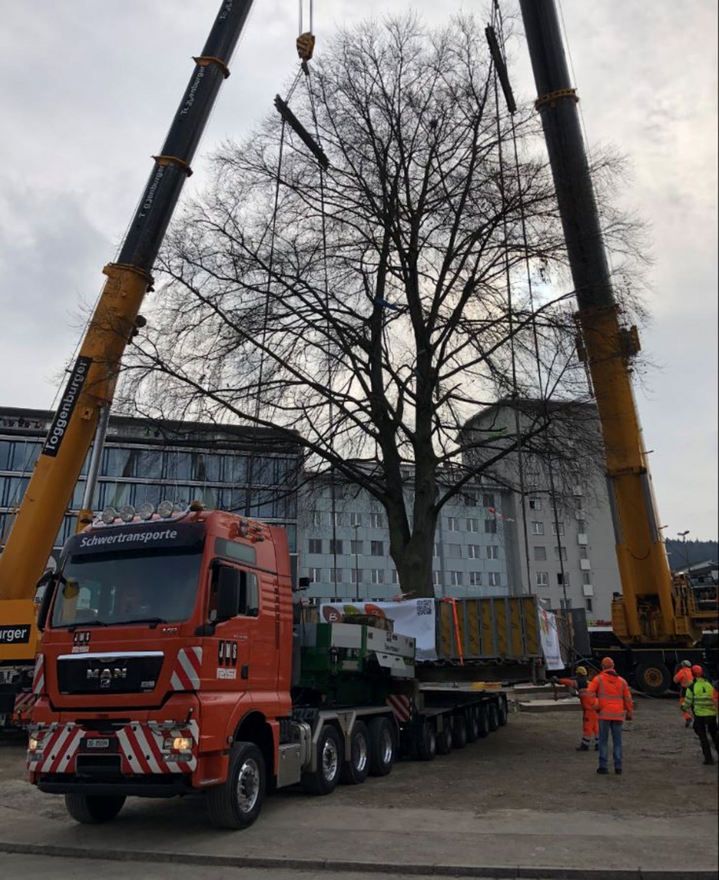 Die Rotbuche wird mit einem Tieflader vom Stadtplatz in den 150 Meter entfernten Stadtpark in Schlieren transportiert und eingepflanzt. (Bild Limmattal/Twitter)