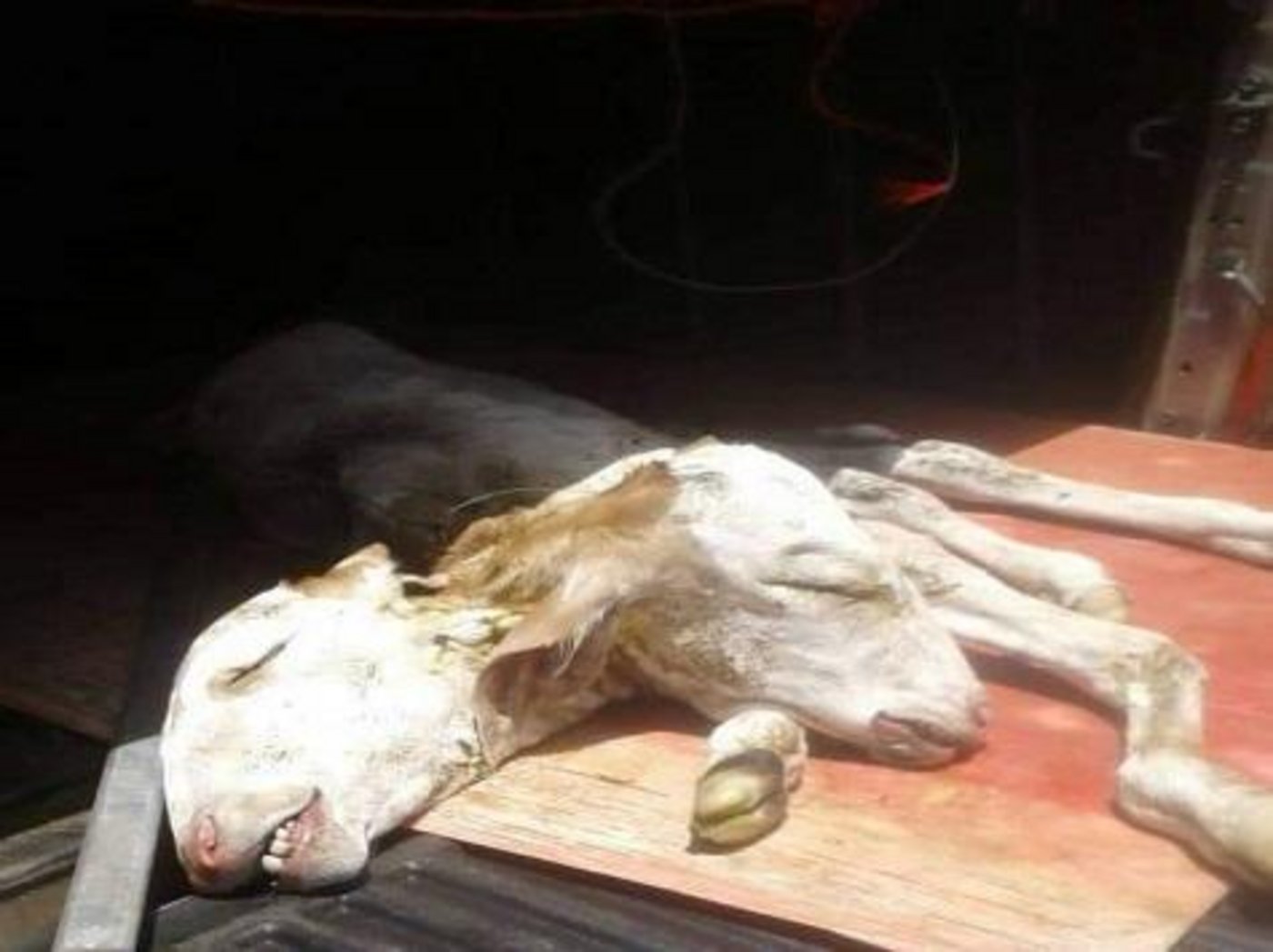 Das Kalb starb nach der Geburt. (Bild Wochenblatt.cc)