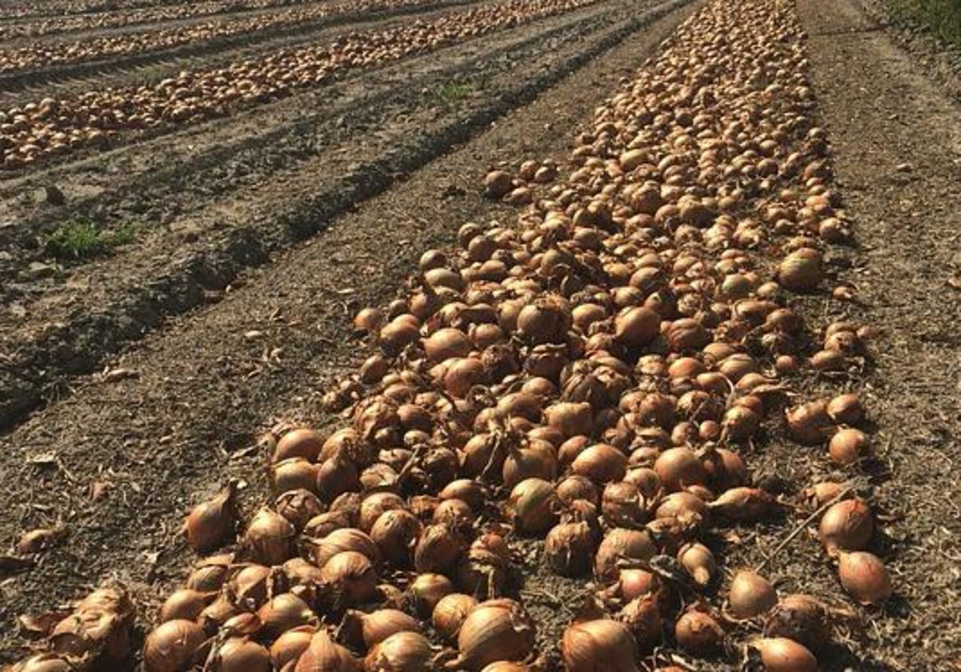 Der deutsche Landwirt erntete nicht nur Zwiebeln. (Bild Pixabay)