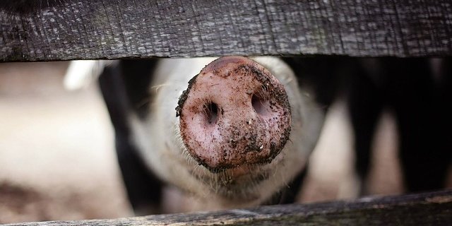 Bei rund 2,5 Millionen Schweinen, die in der Schweiz leben, wurden 2017 gerade einmal 91 Strafverfahren wegen Delikten geführt. (Bild Pixabay) 