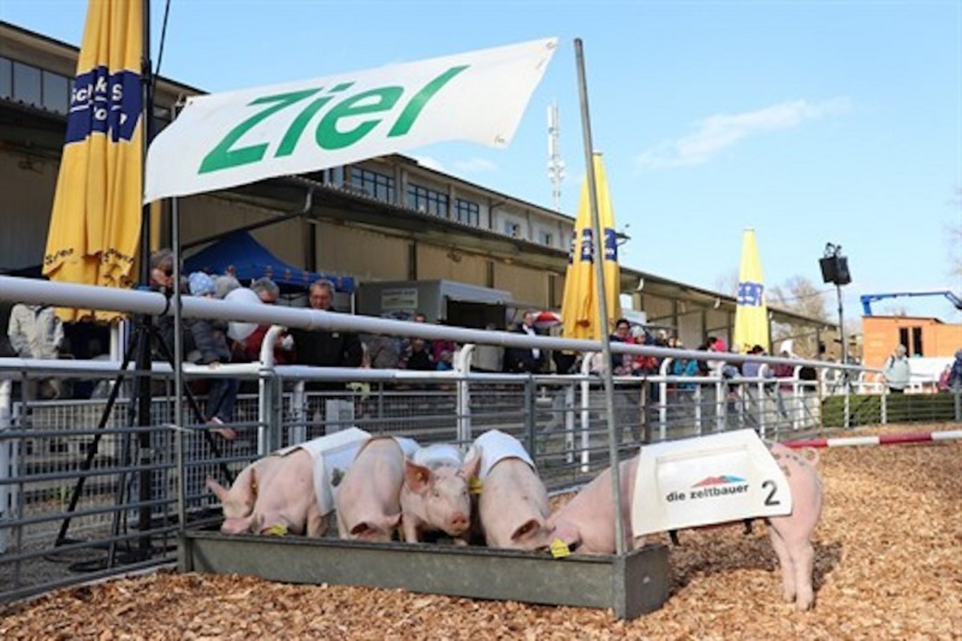 Die Rennschweine von Familie Vogt sind Dauer-Publikumslieblinge.