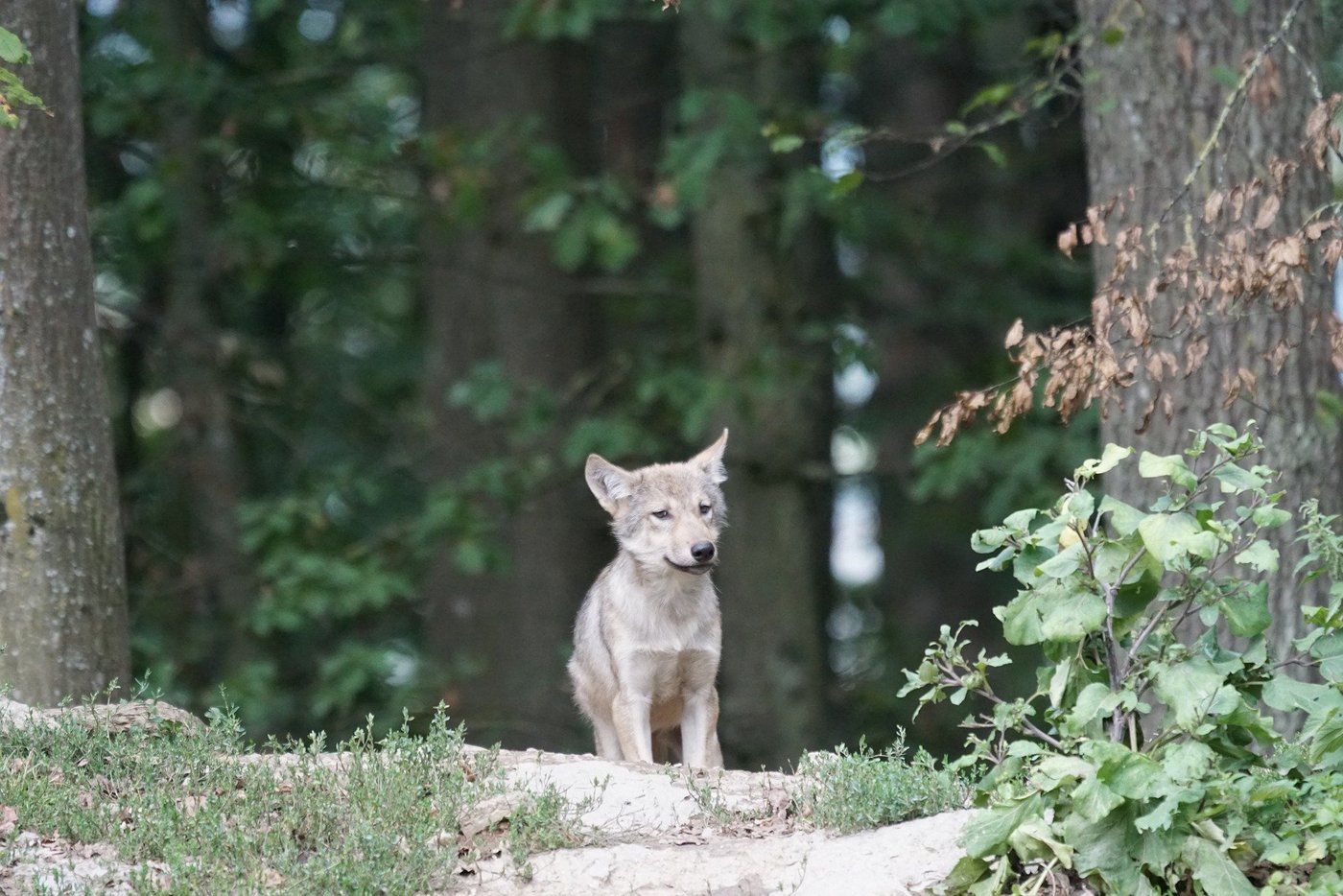 Die Welpen wurden von einer Videofalle in der Region Marchairuz erfasst. (Bild Marcel Langthim/pixabay)