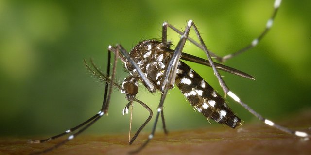 Tigermücken gelten als sehr aggressiv. Ihr Stich kann starke Reaktionen verursachen. (Bild Pixabay)