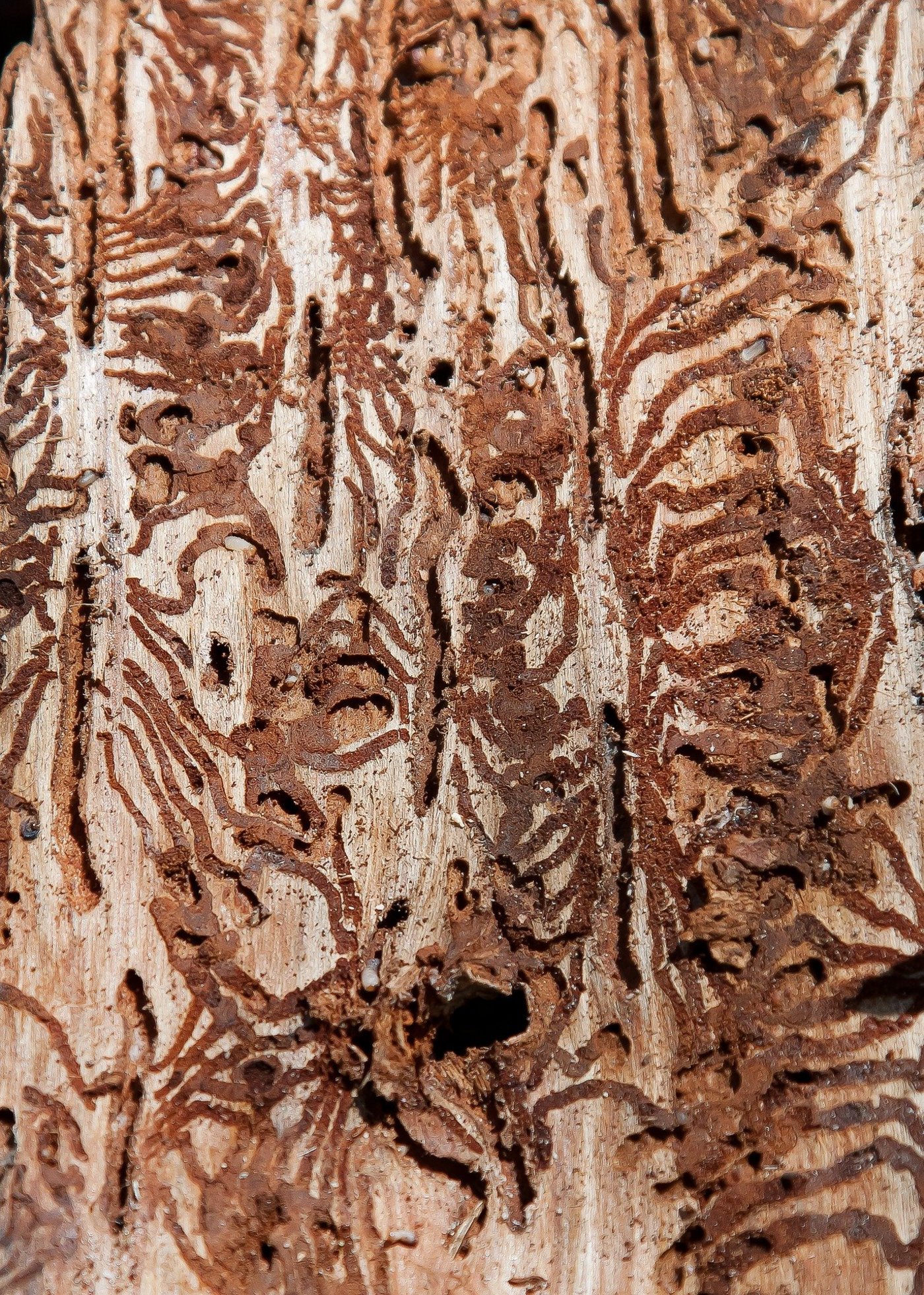 Borkenkäfer, die einen ökonomischen Schaden an Bäumen anrichten können,  zeigen wie Ameisen oder Bienen ein soziales Verhalten. (Bild Pixabay)