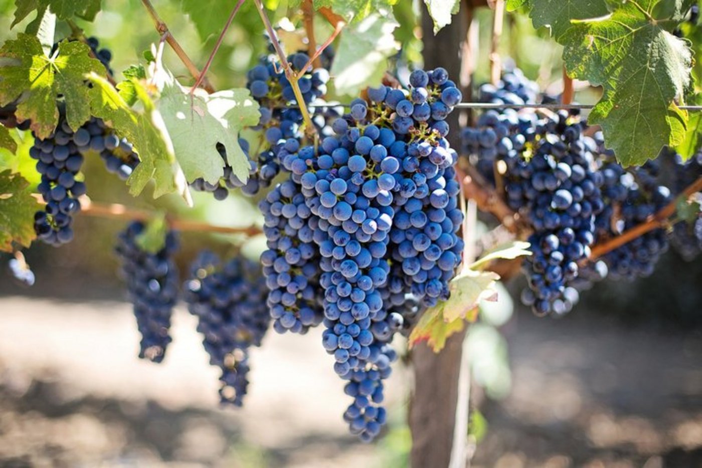 Der Österreichische Weinbauverband rechnet heuer mit einer Durchschnitternte in der Höhe von 2,3 Mio. Hektolitern. (Bild pd)