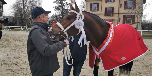 Das ist der Sieger der Freibergerhengste 2020: Costard de Chatigani von Nicole und Gabriel Fluri-Schaffter, Châtillon JU. (Bild sb)