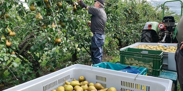 Birnen sind eher schwieriger im Anbau als Äpfel. Aber der Konsum wächst.
