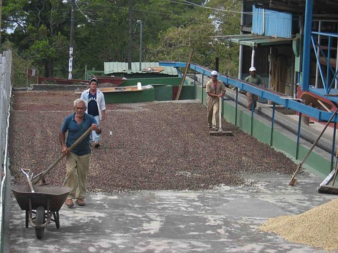Jede dritte Kaffeebohne wird in der Schweiz gehandelt, auch solche die nie den Weg in die Schweiz finden. Hier im Bild eine Kaffeetrocknung in Panama. (Bild Wikimedia)