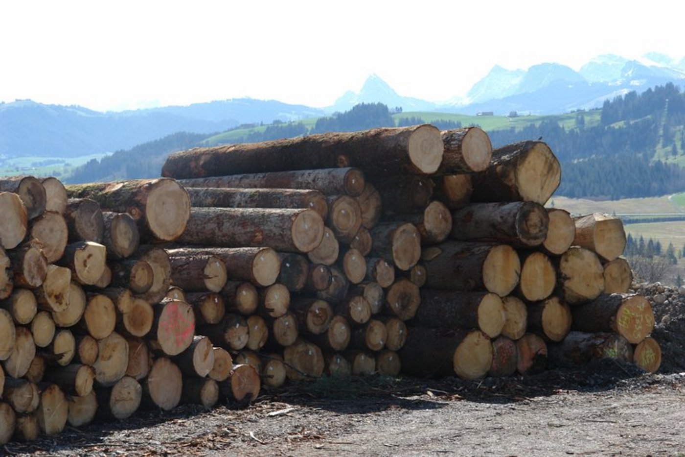Rundholzlager sollen auch im Wald möglich sein. (Bild Stefan Kohler)