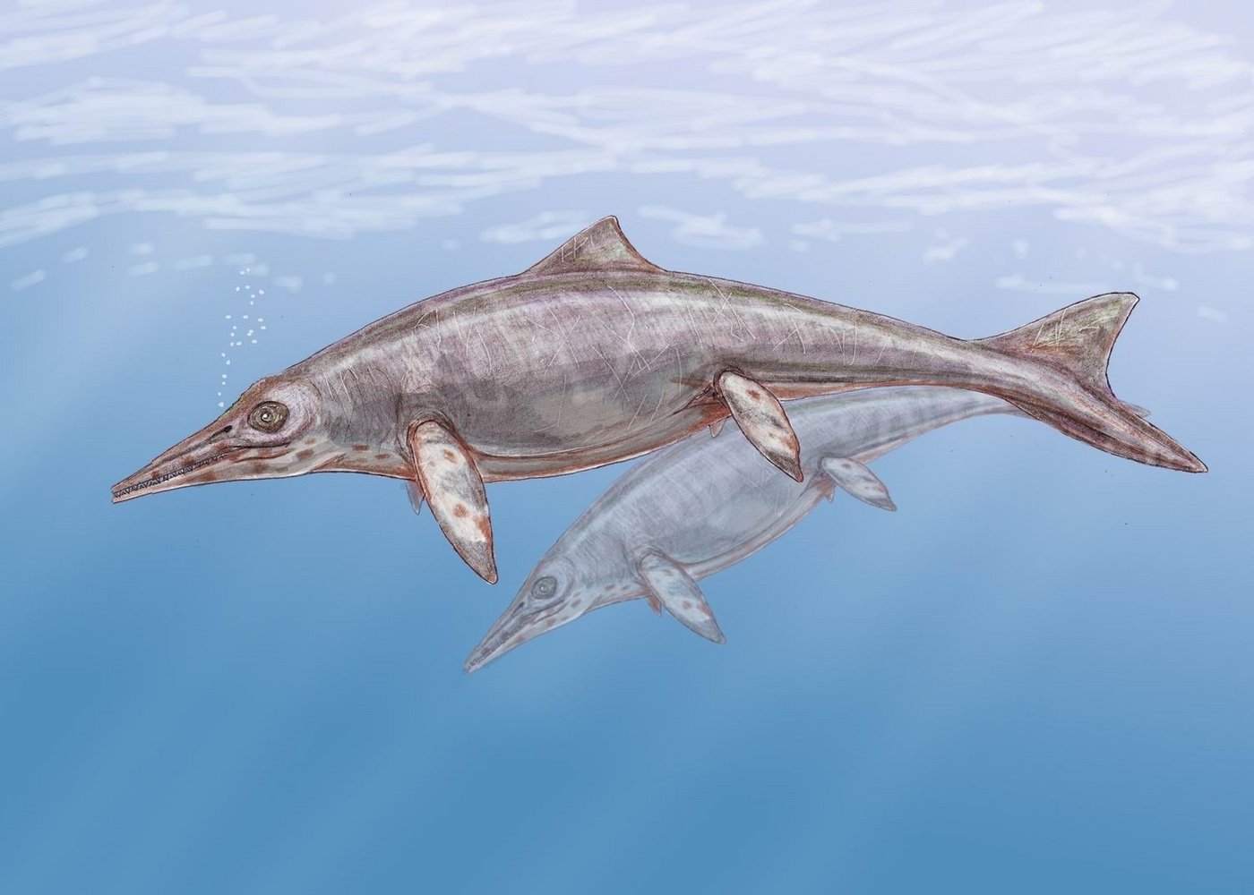 Illustration eines Shastasaurus, einem Vertreter riesiger Ichthyosaurier. (Bild Dmitry Bogdanov)