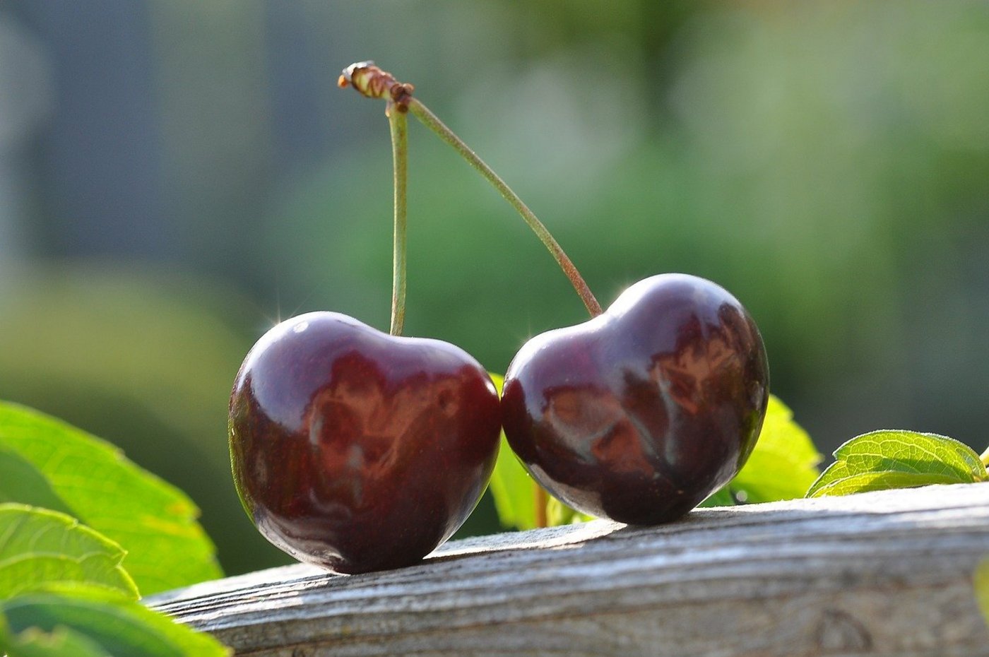 Bis zum ersten Kirschengenuss wird es zwar noch eine Weile dauern, die Aussichten sind aber nicht so düster, wie die eisigen Frühlingsnächte erwarten liessen. (Bild castleguard / Pixabay)