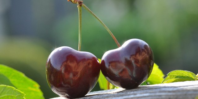 Bis zum ersten Kirschengenuss wird es zwar noch eine Weile dauern, die Aussichten sind aber nicht so düster, wie die eisigen Frühlingsnächte erwarten liessen. (Bild castleguard / Pixabay)