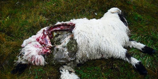 Solche Bilder will man im Wallis nicht mehr sehen. Die Abschussbestimmungen für den Wolf sollen gelockert werden.