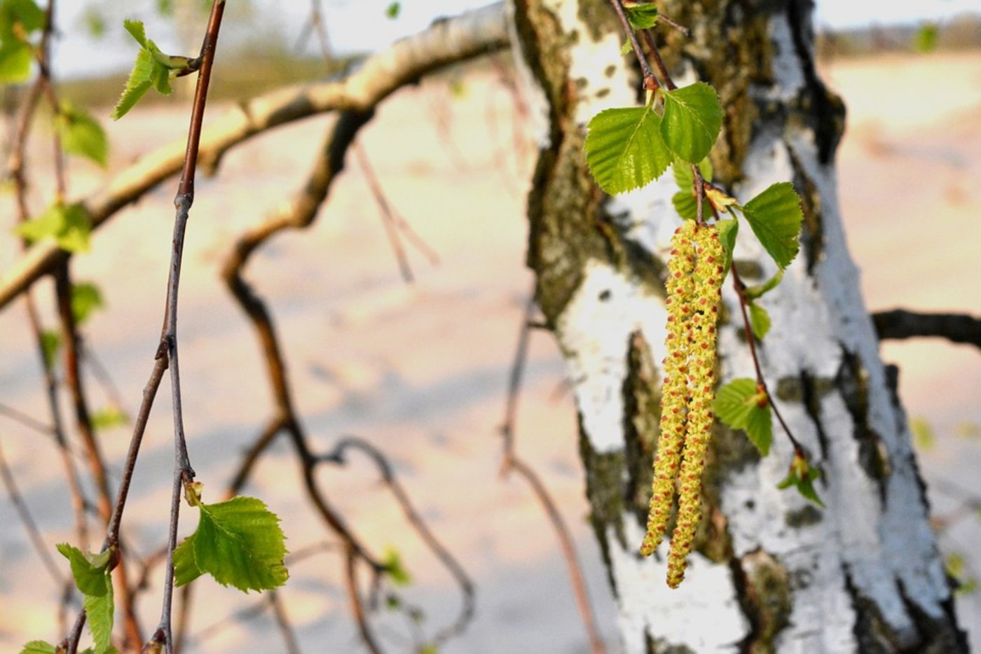Eine Birke im Frühling. (Bild Pixabay)