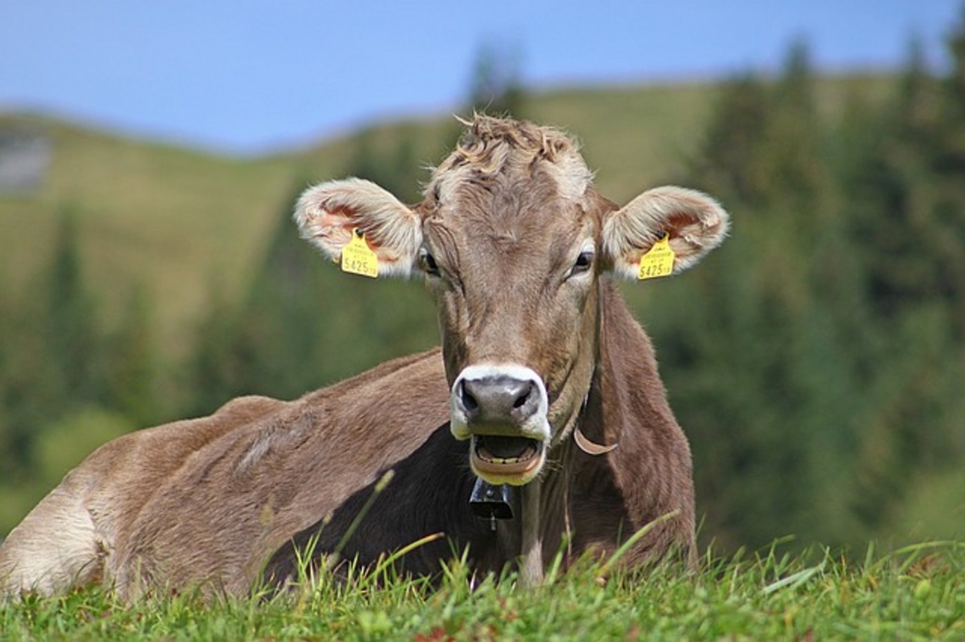 Eine deutsche Wanderin wurde von einer Kuhherde getötet. (Bild Pixabay)