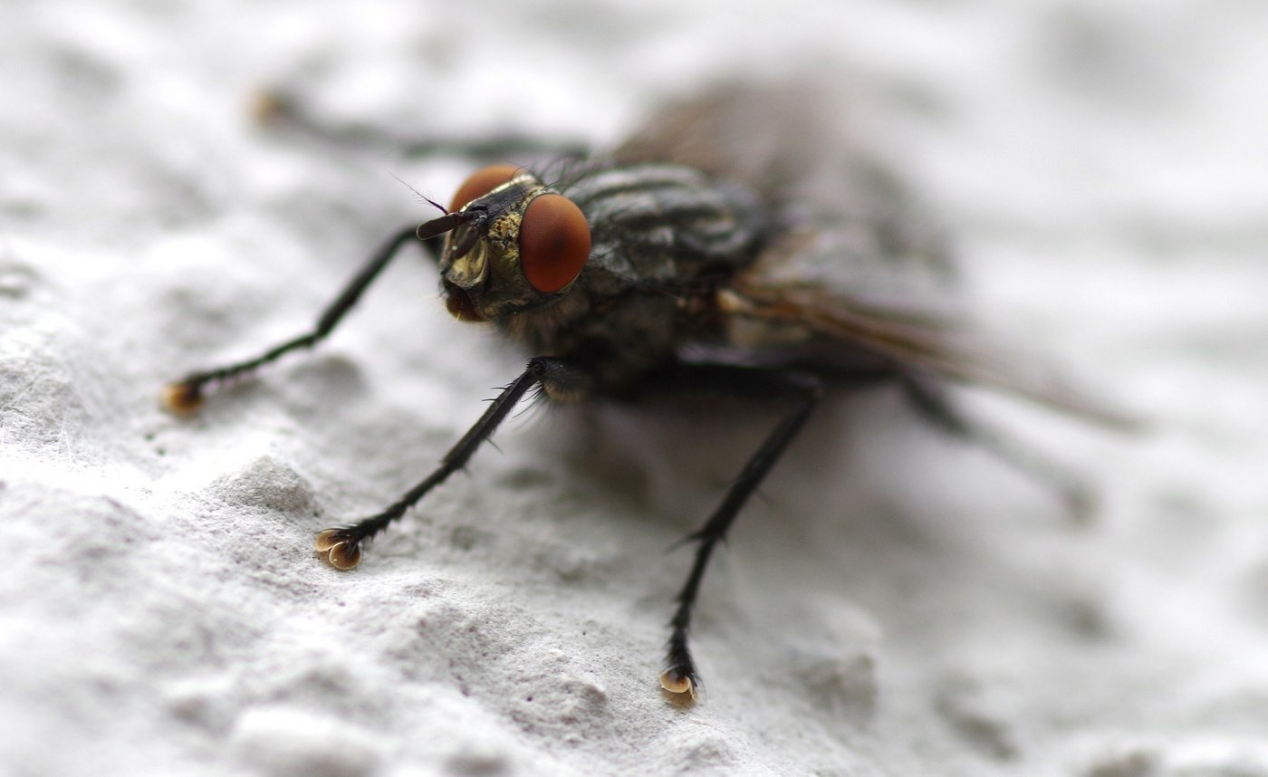Mit den warmen Temperaturen kommen wieder die lästigen Stallfliegen. (Symbolbild Pixabay)