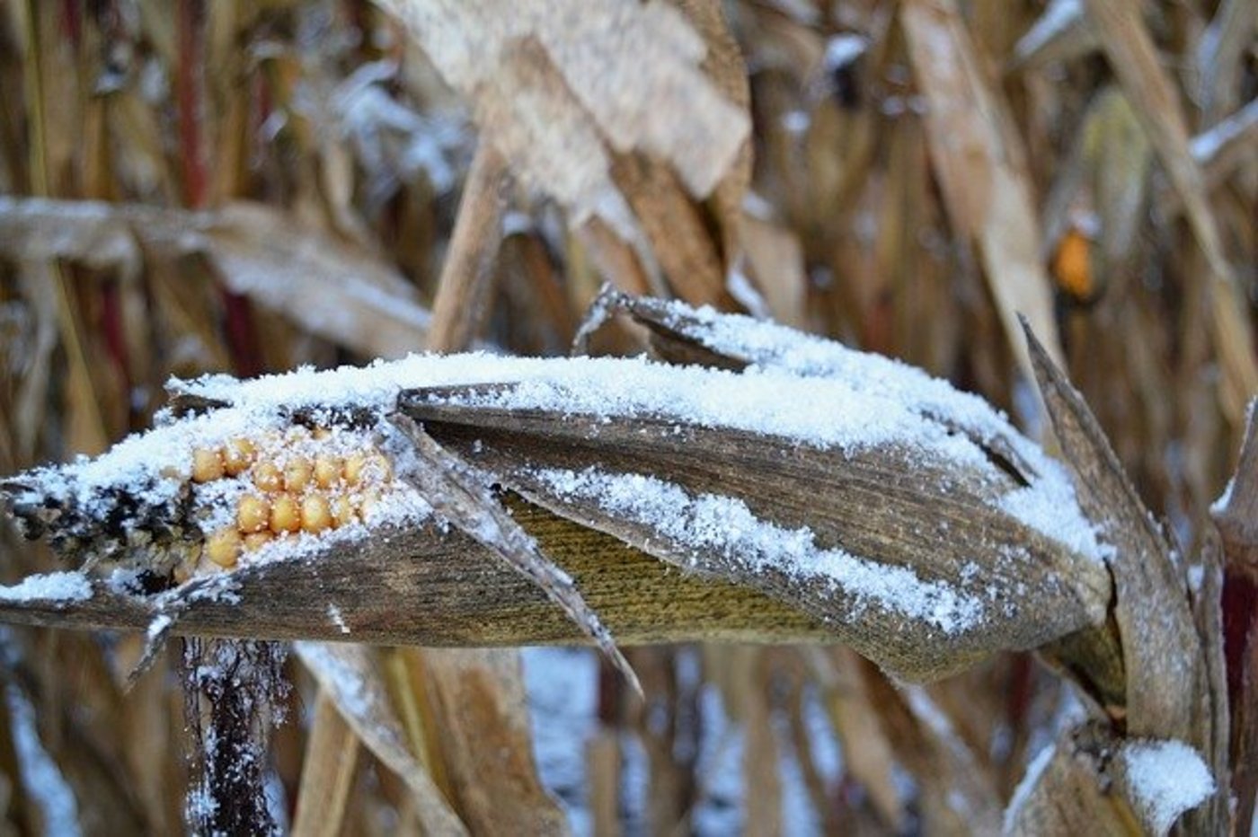 Bereits im Frühling war dieses Jahr wettertechnisch eine Herausforderung in den USA. (Symbolbild Pixabay)