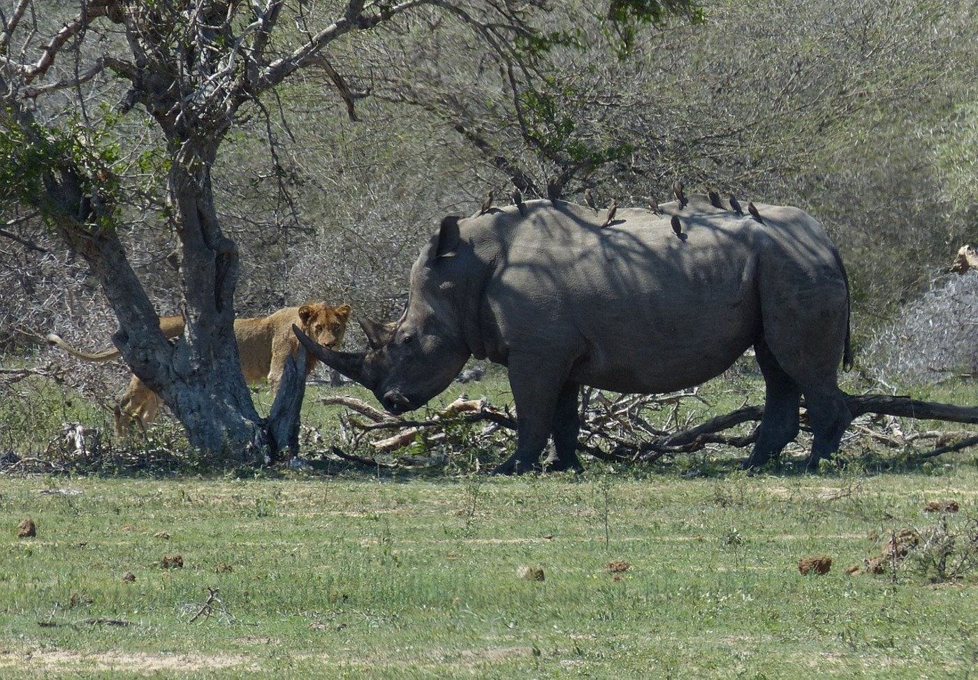 Ihr Horn bleibt heiss begehrt: In Südafrika wurden innerhalb von zehn Jahren rund 7000 Nashörner deswegen von Wilderern getötet. (Symbolbild Pixabay)
