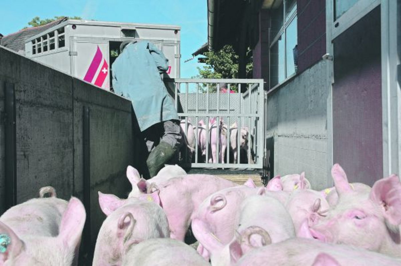 Diese am Mittwoch in Hildisrieden LU verladenen Label-Jager wiegen ideale 24 Kilogramm und fanden guten Absatz. (Bild Armin Emmenegger)