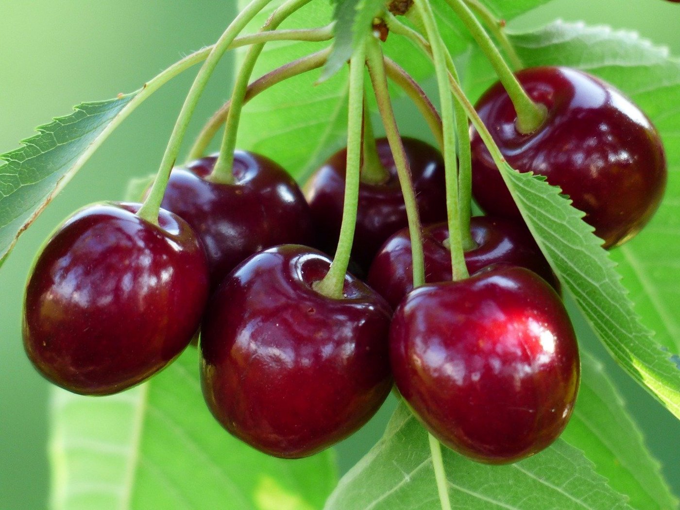 Dank verschiedener Sorten mit unterschiedlichen Reifezeitzpunkten kann man Schweizer Kirschen bis Ende Juli geniessen, schreibt der Obstverband. (Bild Pixabay)