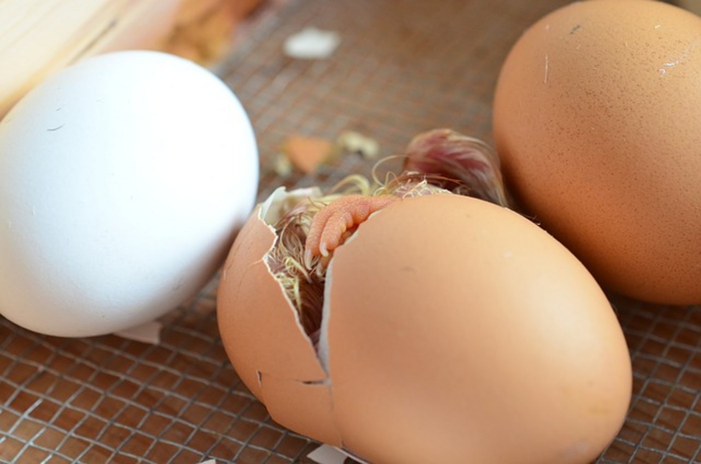 Durchbruch ohne Beschädigung: Mit dem neuen Verfahren lässt sich das Geschlecht im Hühnerei frühzeitig erkennen. (Bild Pixabay)