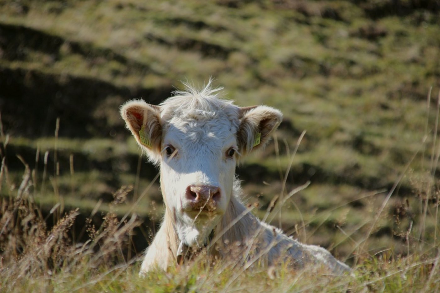 Ein Kalb auf der Sömmerungsweide im Kanton Graubünden. (Symbolbild Pixabay)