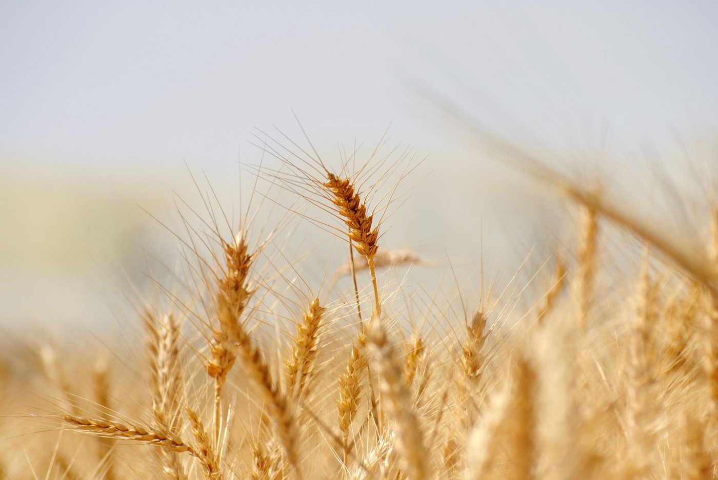 2017/2018 dürfte es bei der weltweiten Getreideproduktion einen neuen Rekord geben. (Bild Pixabay)