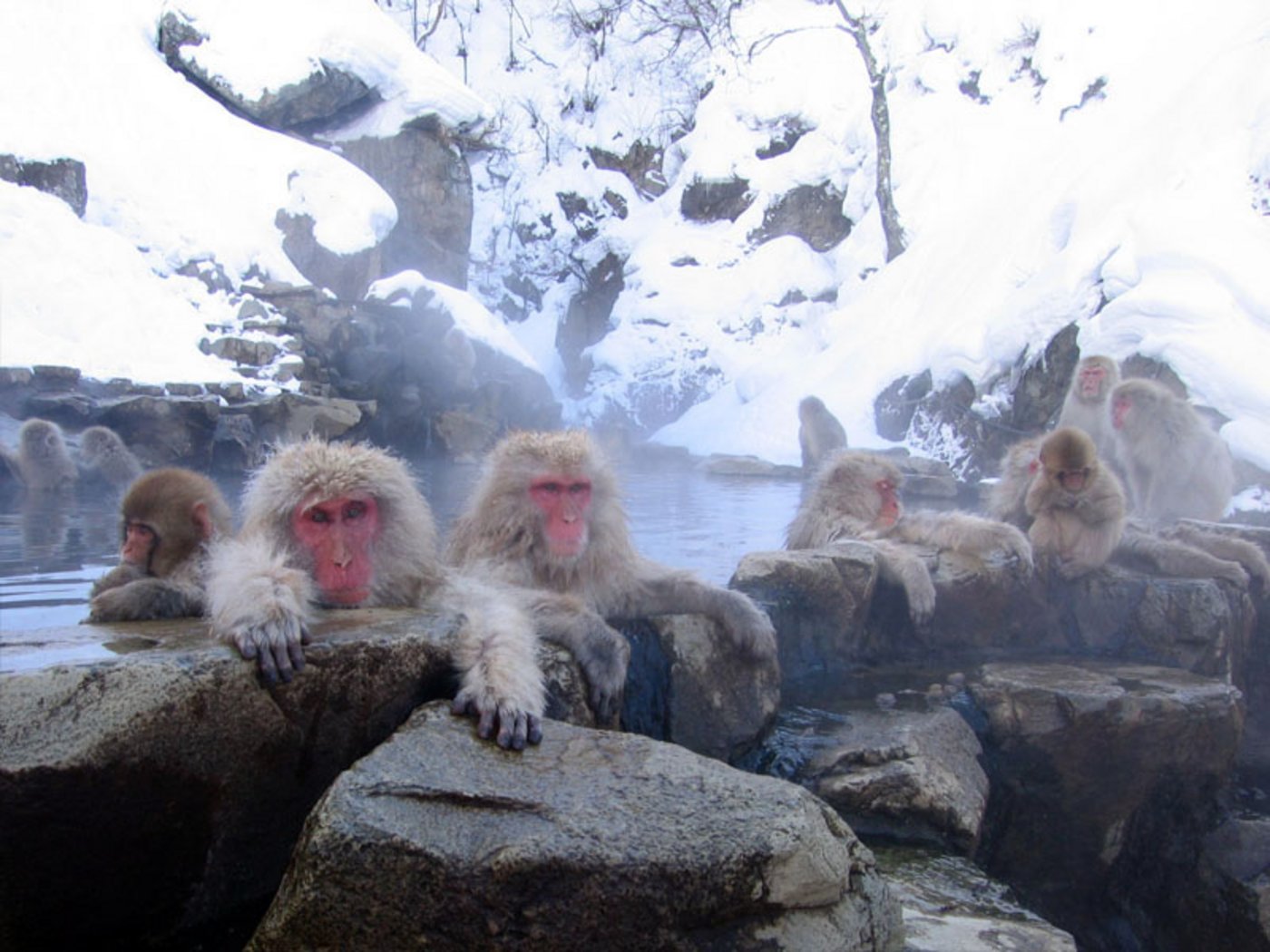 Japanmakaken suchen im Winter oft heiße Quellen auf. (Bild Yosemite)