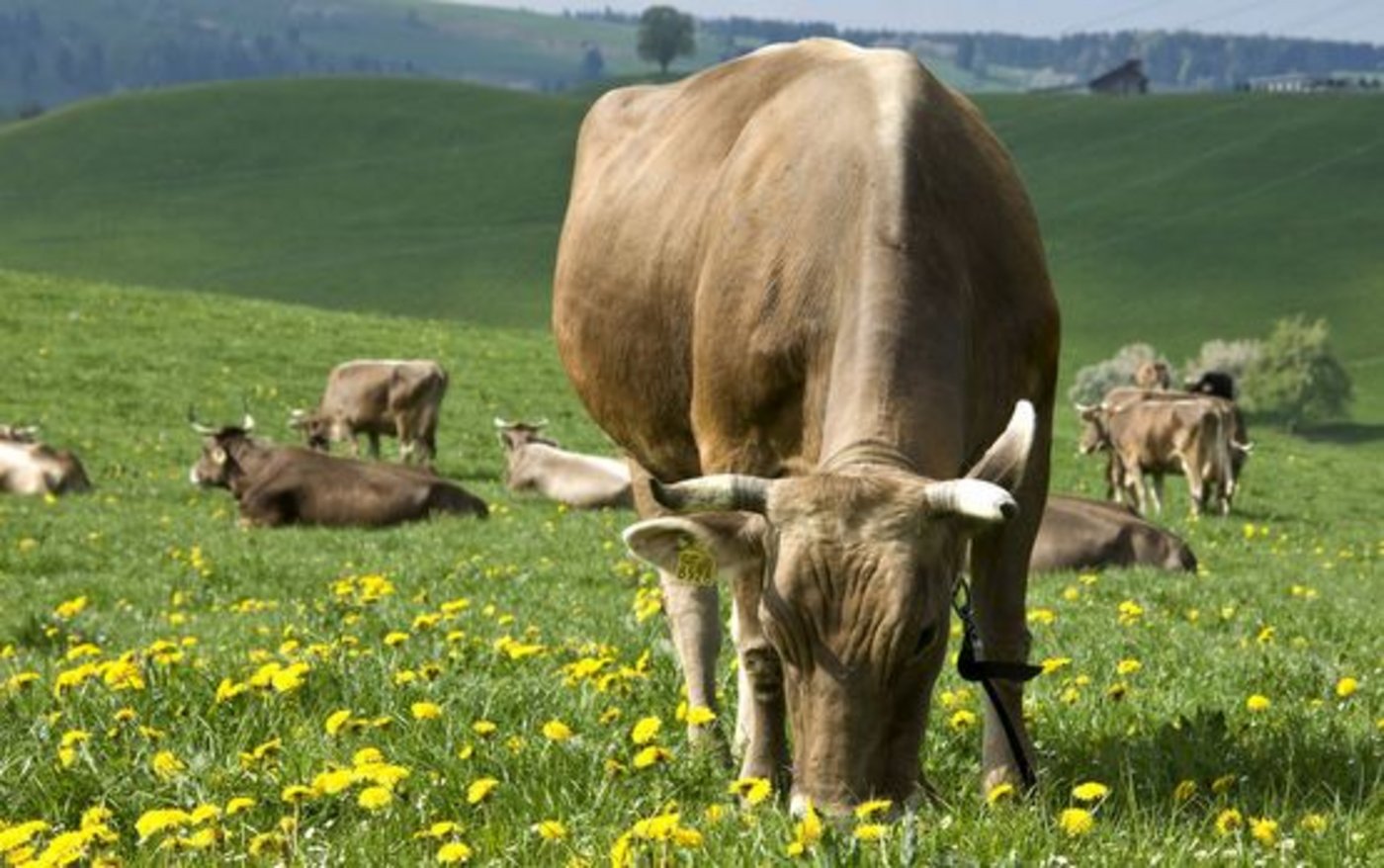 Mit den Erkenntnissen wolle man die Relevanz der verschiedenen Ökosystemleistungen von Dauergrasland beurteilen. (Bild Agroscope)