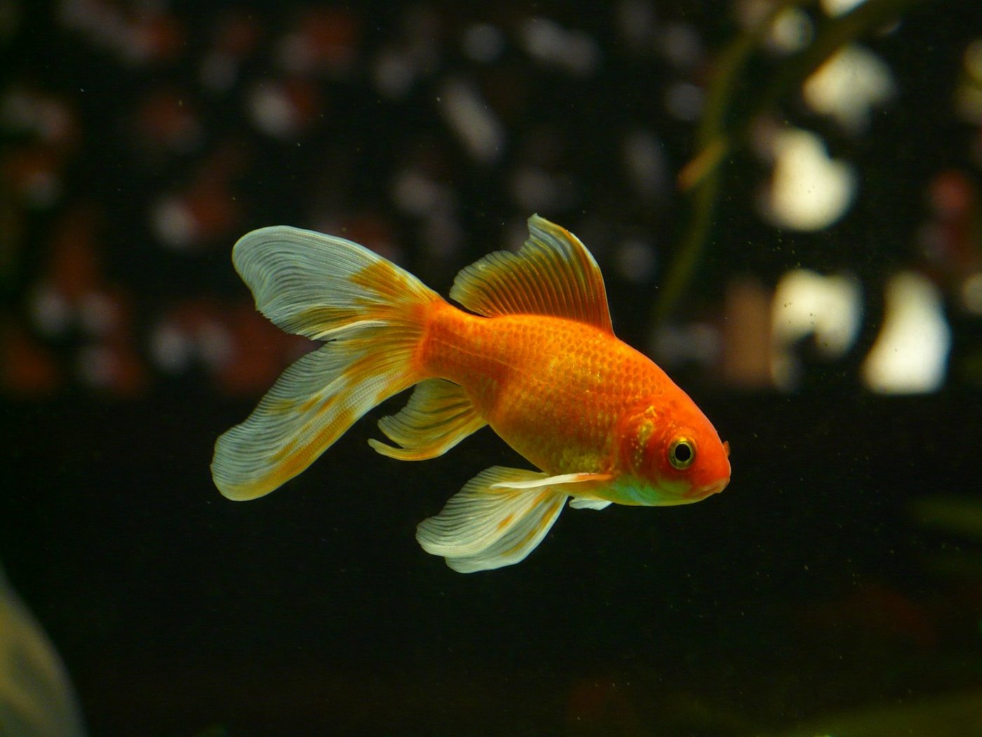 Fische seien schmerzempfindlich, stressanfällig und verfügten über aussergewöhnlich empfindsame Sinnesorgane. (Bild Pixabay)