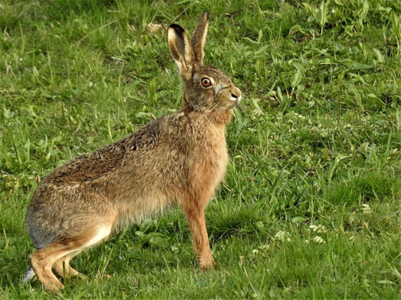 Es kann somit davon ausgegangen werden, dass sich die Hasenpest von einem lokalen Geschehen im Ruggeller Riet zu einer landesweiten Tierseuche entwickelt hat. (Bild pixabay)