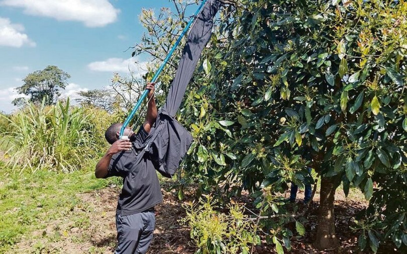 Mit einem speziellen Pflückwerkzeug können die Avocados schonend geerntet werden. Maël und Wendy Wüthrich wollen von den Bauern wissen, wie das Gerät ankommt. 