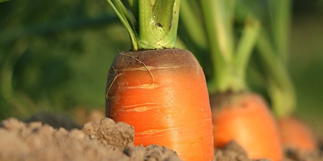 Gemäss verschiedenen Studien müsste der Fleischkonsum gesenkt werden, damit mit einem pestizidfreien Anbau genügen Lebensmittel bereitgestellt werden können; es brächte auch die heutigen Futtermittelflächen für den Ackerbau. (Bild Pixabay) 