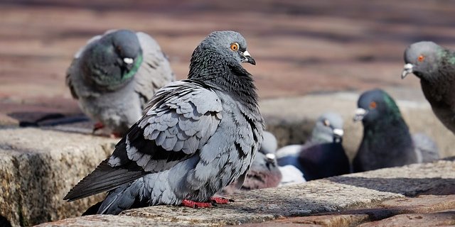Ein erneutes Taubensterben ist nicht ausgeschlossen. (Bild pixabay)