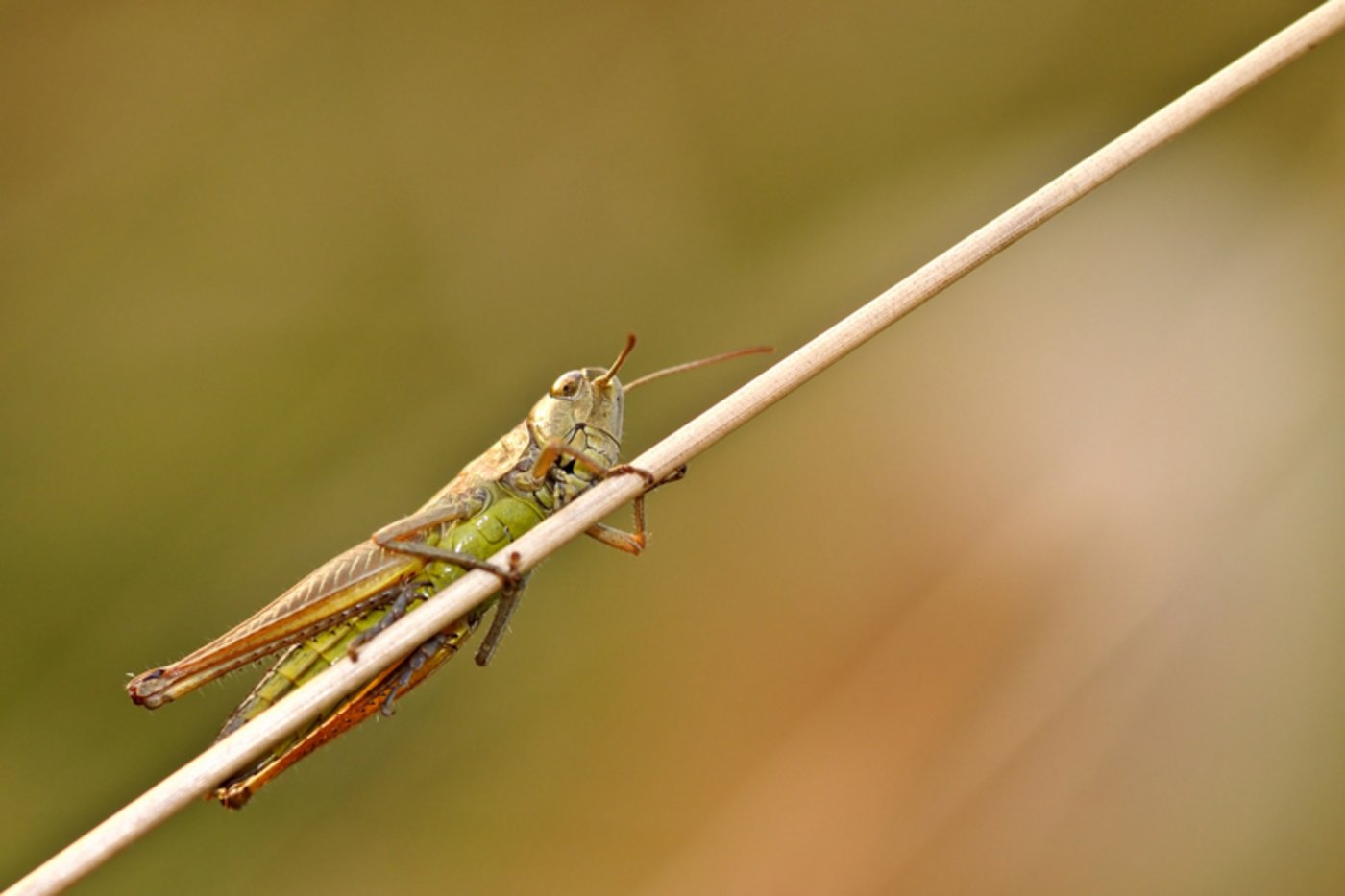 Die Wüstenheuschrecken bedrohe die Ernte in Gebieten, die ohnehin mit Hunger kämpfen. (Symbolbild Pixabay)
