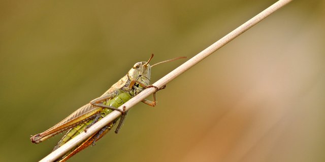 Die Wüstenheuschrecken bedrohe die Ernte in Gebieten, die ohnehin mit Hunger kämpfen. (Symbolbild Pixabay)
