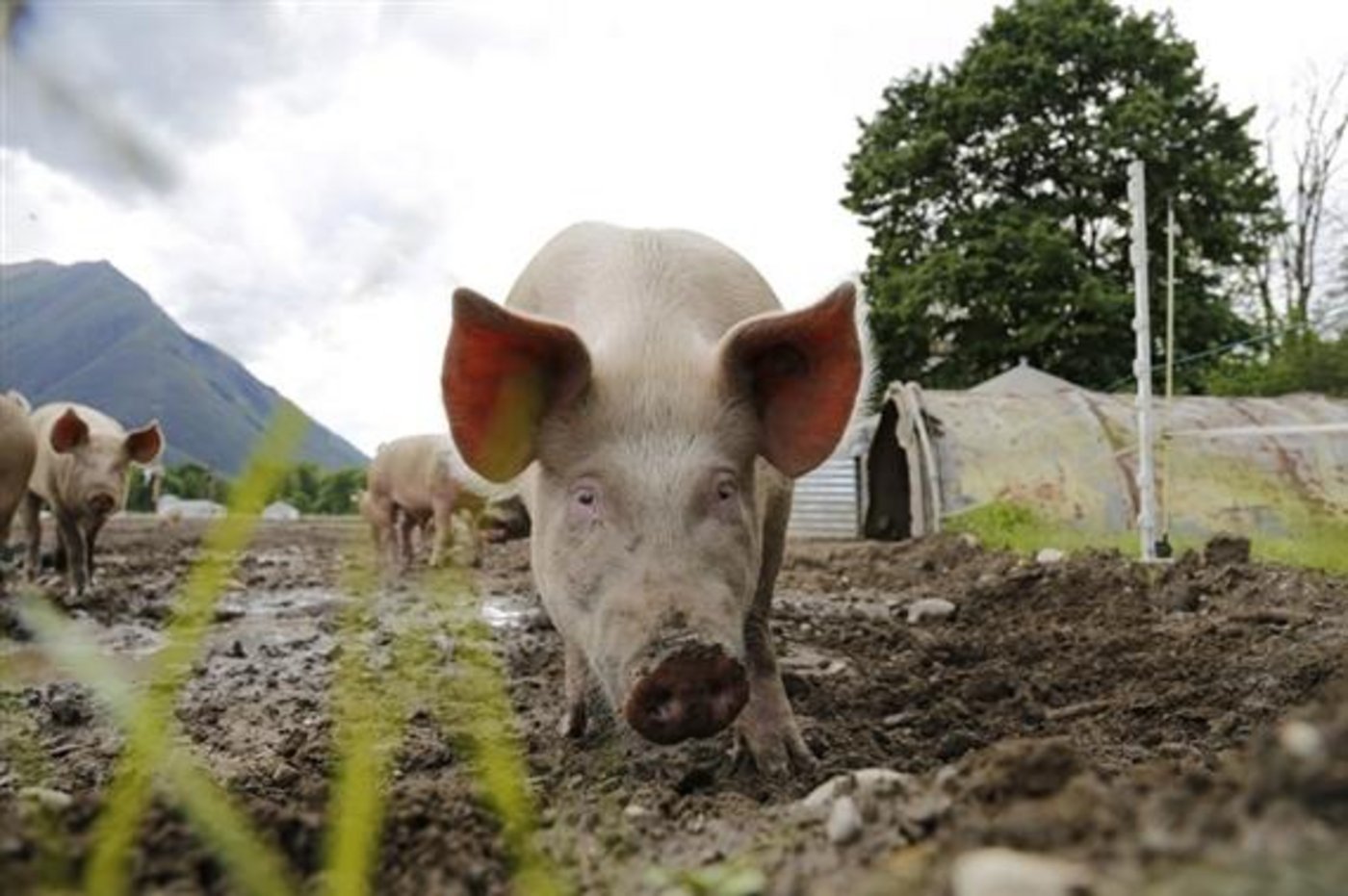 Die Märkte für Labelfleisch zeichnen sich durch einen Angebotsüberhang aus. Nun soll das bereinigt werden. (Bild lid)