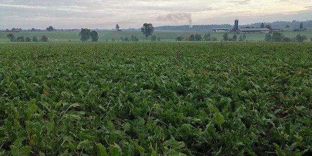 m Falle von Zuckerrüben wäre ein Importverbot verheerend, da in der Schweiz keine Zucht oder Vermehrung existiert. (Bild lid / mg)