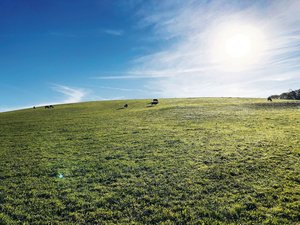 Methan stammt in der Methan stammt in der Schweiz in erster Linie aus der Tierhaltung und ist weniger langlebig als CO2. Das gilt es zu berücksichtigen.