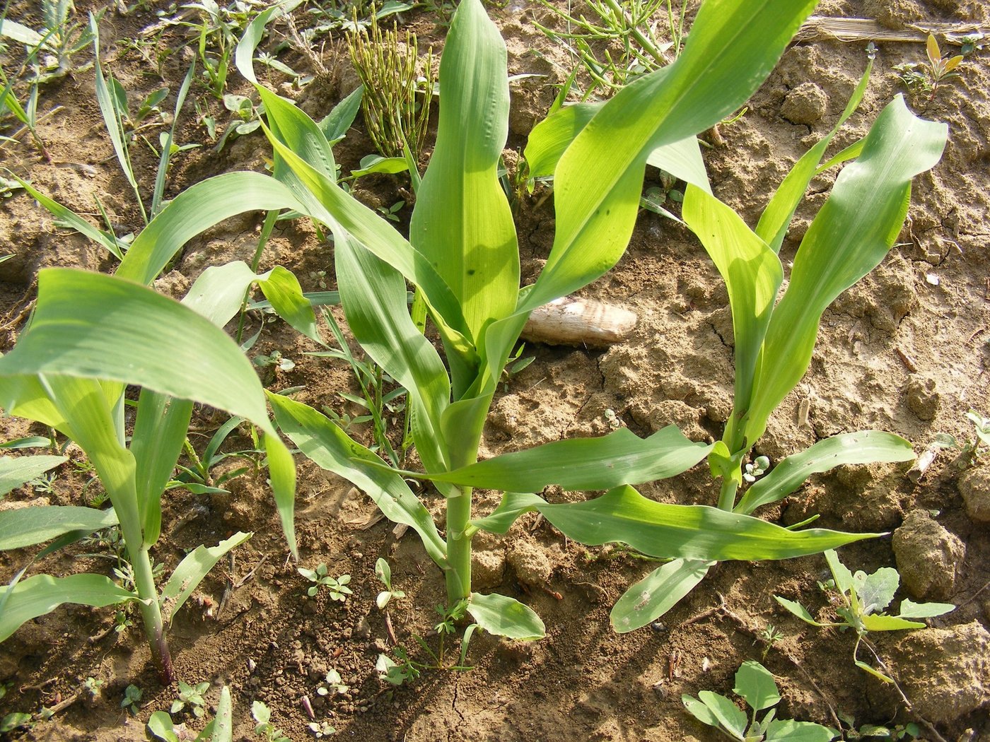 Mit der Sandstrahltechnik kann laut USDA-Forschern Unkraut bekämpft werden. (Bild Emilian Robert Vicol/Public Domain)