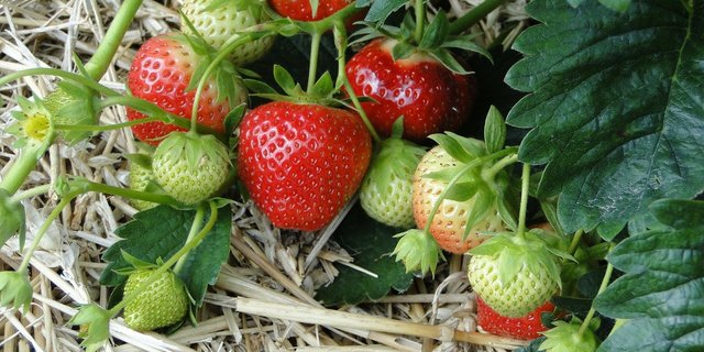 Auf 511.7 Hektaren werden 2018 in der Schweiz Erdbeeren angebaut. (Symbolbild Pixabay)