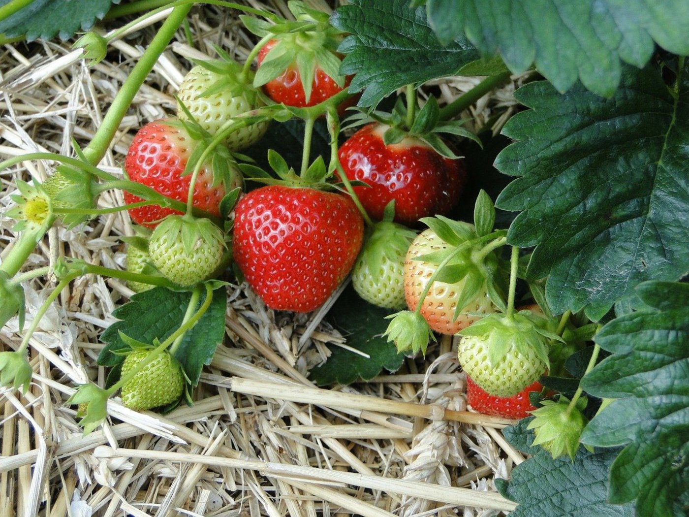 Auf 511.7 Hektaren werden 2018 in der Schweiz Erdbeeren angebaut. (Symbolbild Pixabay)