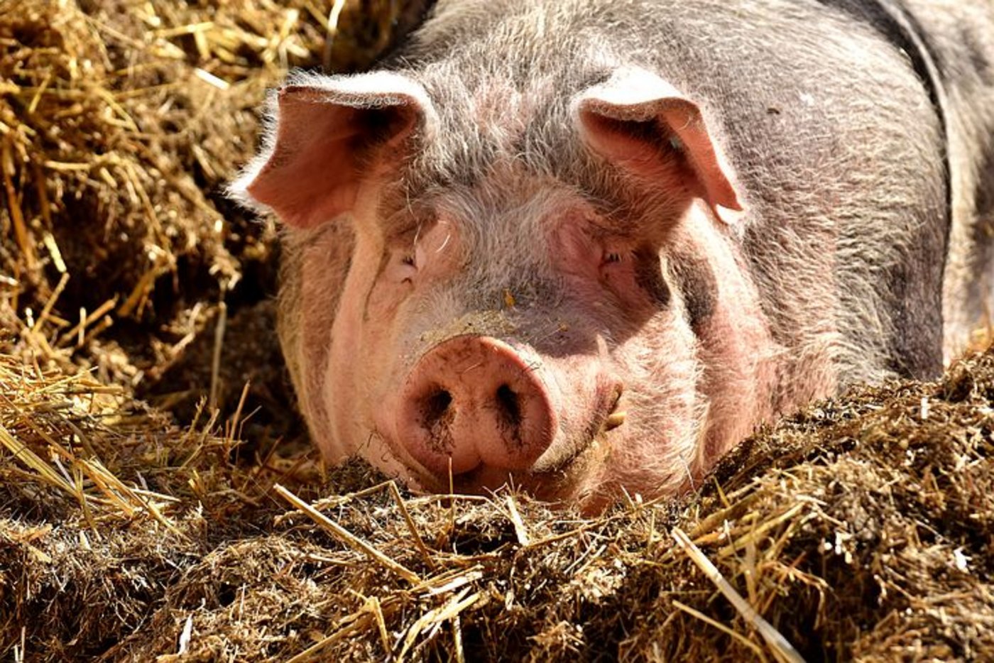 Im vergangenen Jahr importierte Mexiko nach Regierungsdaten fast 650.000 Tonnen Schweineschultern und -beine im Wert von 1,07 Milliarden Dollar. (Bild Pixabay)