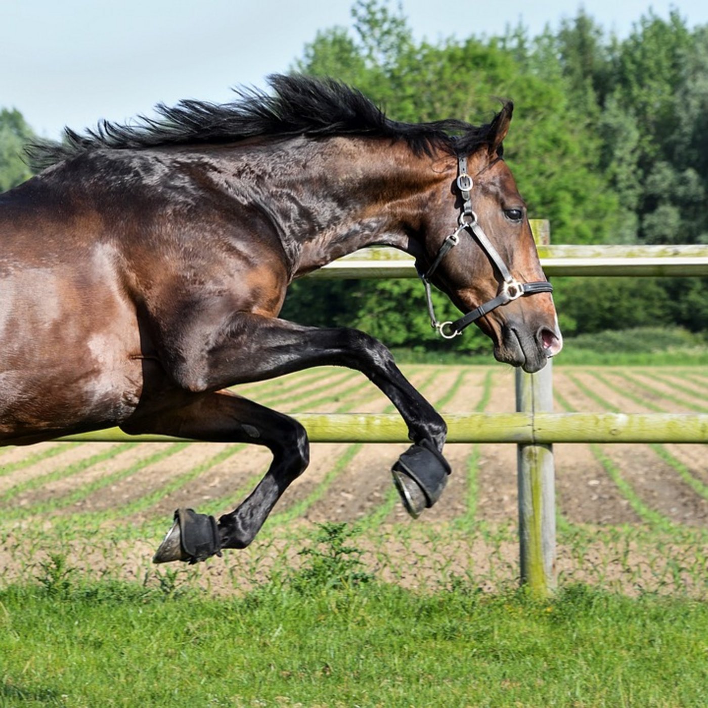 Drei Pferde brachen aus Ihrer Weide aus. (Symbolbild Pixabay)