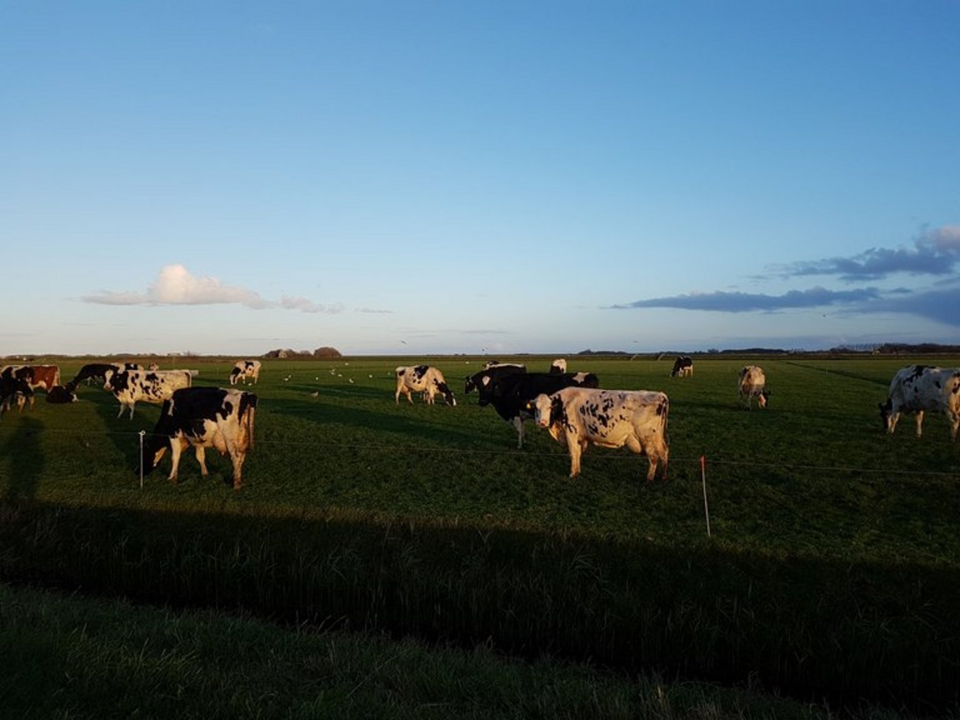 Milchkuhherde in Holland. (Bild T. Sägesser)