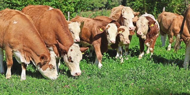 Mit den steigenden Temperaturen steigt auch die Gefahr von Hitzestress. Gruppenbildung kann ein mögliches Anzeichen sein. 