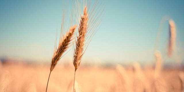 Im Rahmen von Ressourcenprojekten übernimmt der Bund 50 bis 80 % der Projektkosten. Die Trägerschaft sichert die Restfinanzierung am Projekt. (Bild free stock photos from www.picjumbo.com/pixabay)